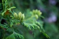 Tuya branch with cones closeup, abstract background Royalty Free Stock Photo