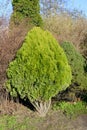 Tuya eastern Platycladus orientalis L. Franco Royalty Free Stock Photo