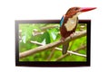 TV with 3D bird on display Royalty Free Stock Photo