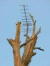 The TV antenna is attached to a tree. Countryside. it hangs in the background of a clear sky