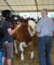 Tv crew filming livestock at an event. Royalty Free Stock Photo