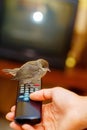 TV remote control in hand and bird. Royalty Free Stock Photo