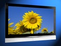 TV with sunflower on screen Royalty Free Stock Photo