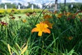 Tver. roses in the Park of the Imperial travel Palace. Summer day