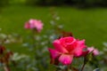 Tver. roses in the Park of the Imperial travel Palace. Summer day