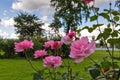 Tver. roses in the Park of the Imperial travel Palace. Summer day