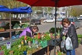 Tver, Russia - may 07.2017. Street trade in flower sprouts
