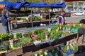 Tver, Russia - may 07.2017. Street trade in flower sprouts
