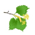 Tvig Tilia-Linden branch with leaves with Linden flowers vintage vector illustration editabe hand draw