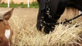 Tw horses feeding hay outofdoors close up video