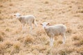 Tw white lambs looking into camera