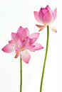 Twain pink water lily flower (lotus) Royalty Free Stock Photo