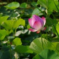 Twain pink water lily flower (lotus) Royalty Free Stock Photo