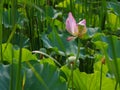 Twain pink water lily flower (lotus)