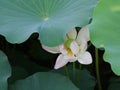 Twain pink water lily flower (lotus) Royalty Free Stock Photo