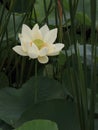 Twain pink water lily flower (lotus) Royalty Free Stock Photo