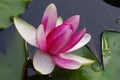 Twain pink water lily flower (lotus) Royalty Free Stock Photo