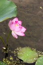 Twain pink water lily flower (lotus) Royalty Free Stock Photo