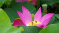 Twain pink water lily flower (lotus)