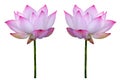 Twain pink water lily flower (lotus) and white background.