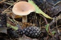 Twany funnel cap Royalty Free Stock Photo