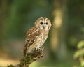 Twany Owl Royalty Free Stock Photo
