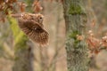 Twany owl in the flight. Side look to flying animal.