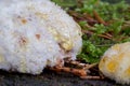 Twe slime molds Royalty Free Stock Photo