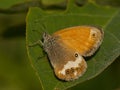 Tweekleurig hooibeestje, Pearly Heath, Coenonympha arcania Royalty Free Stock Photo