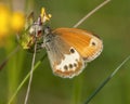 Tweekleurig hooibeestje, Pearly Heath, Coenonympha arcania Royalty Free Stock Photo