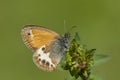 Tweekleurig hooibeestje, Pearly Heath, Coenonympha arcania Royalty Free Stock Photo