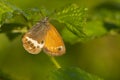 Tweekleurig hooibeestje, Pearly Heath, Coenonympha arcania Royalty Free Stock Photo