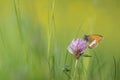Tweekleurig hooibeestje, Pearly Heath, Coenonympha arcania Royalty Free Stock Photo