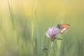 Tweekleurig hooibeestje, Pearly Heath, Coenonympha arcania Royalty Free Stock Photo