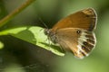 Tweekleurig hooibeestje, Pearly Heath, Coenonympha arcania Royalty Free Stock Photo