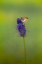 Tweekleurig hooibeestje, Pearly Heath, Coenonympha arcania Royalty Free Stock Photo