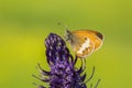 Tweekleurig hooibeestje, Pearly Heath, Coenonympha arcania Royalty Free Stock Photo