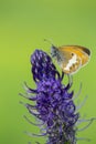 Tweekleurig hooibeestje, Pearly Heath, Coenonympha arcania Royalty Free Stock Photo