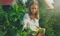 Tween girl collects red currants