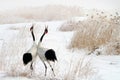 Tweet of the red-crowned crane in the snow Royalty Free Stock Photo