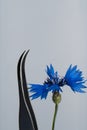 Tweezers for gluing and isolating cilia in process of lash extension procedure lying near flower against background.