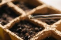 Tweezers holding cannabis seed over a pot, Indoor marijuana growing concept image