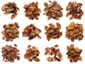 Twelve Arrangements of Dried, Brown Beech Leaves Royalty Free Stock Photo