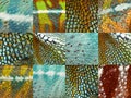 Twelve colorful reptile skins