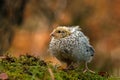 Twelve days old quail, Coturnix japonica..... photographed in nature.