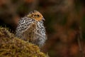 Twelve days old quail, Coturnix japonica..... photographed in nature.