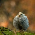 Twelve days old quail, Coturnix japonica..... photographed in nature.