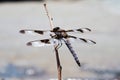 Twelve Spotted Skimmer Dragonfly on a branch Over Water. Royalty Free Stock Photo