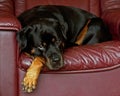 A twelve year old Rottweiler female is resting Royalty Free Stock Photo