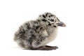 Twenty-four hours chick, European Herring Gull, Larus argentatus Royalty Free Stock Photo
